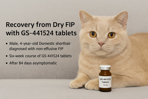Aktueller Firmenfall über Schnelle Erholung von nasser FIP mit GS‐441524-Injektion
